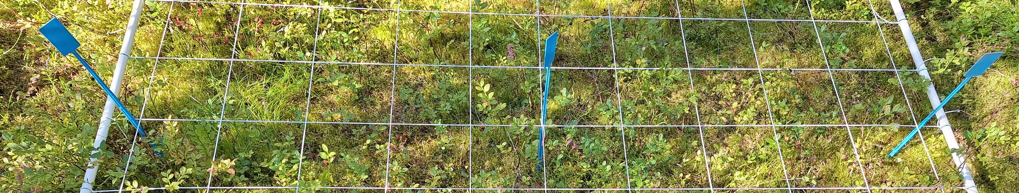 Understorey vegetation sample plot in Pallasjärvi site, Lapland, northern Finland, in a spruce-dominated forest.