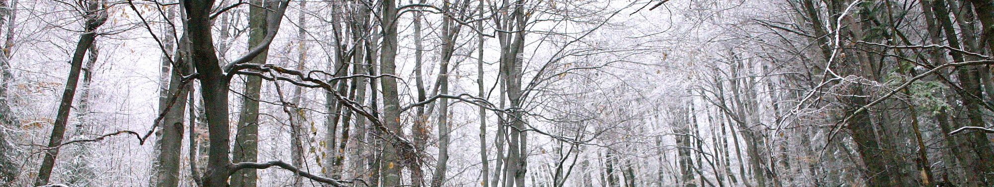 Forest in Winter covered with snow