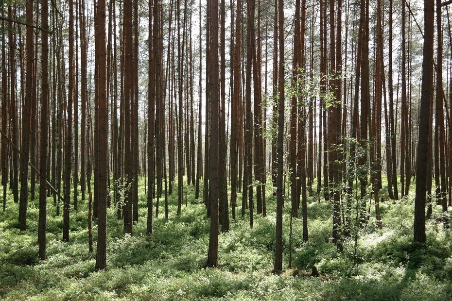 Trees